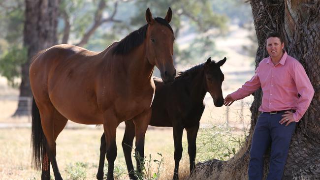 Horses at the Lindsay Park Stud when it was sold a decade ago. Picture: Tait schmaal.