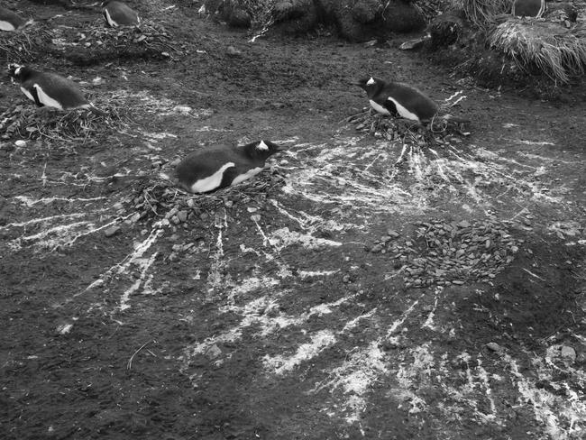 2016 Royal Society Publishing Photography Competition Picture: Tegwen Gadais Les artistes – Runner up: Ecology and Environmental Science. This photograph was taken on Royal Bay located on the island of South Georgia, where I observed Gentoo penguins seemingly “decorating” their nest with guano – their excrement.