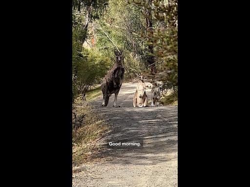 Hikers engage in stand-off with group of kangaroos