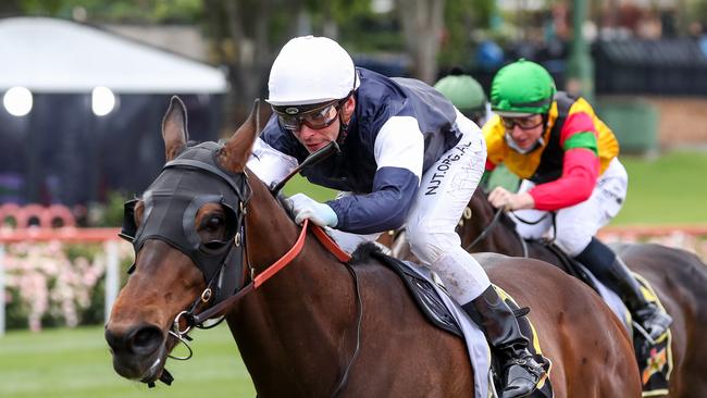 Homesman and jockey Ben Melham will be hard to beat over 1800m at Flemington on Tuesday. Photo: George Salpigtidis/Racing Photos via Getty Images.