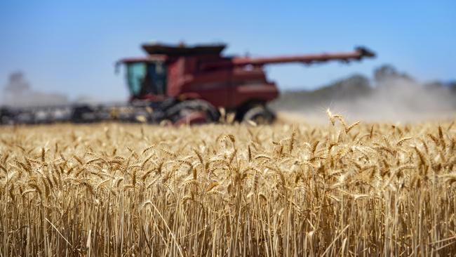 Strong grain prices after a good wheat harvest last summer bode well for GrainCorp’s financial results in 2021. Picture: Zoe Phillips