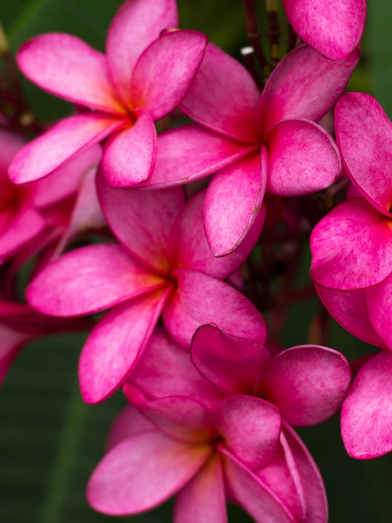 How To Grow Frangipanis From A Cutting | The Australian