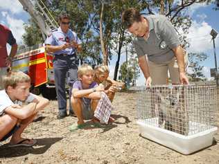 Ipswich Koala Protection Society secretary Helen Darbellay with the injured koala. . Picture: David Nielsen