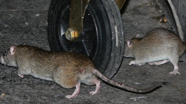 The City of Sydney will double the number of rat baits. Picture: Bill Hearne