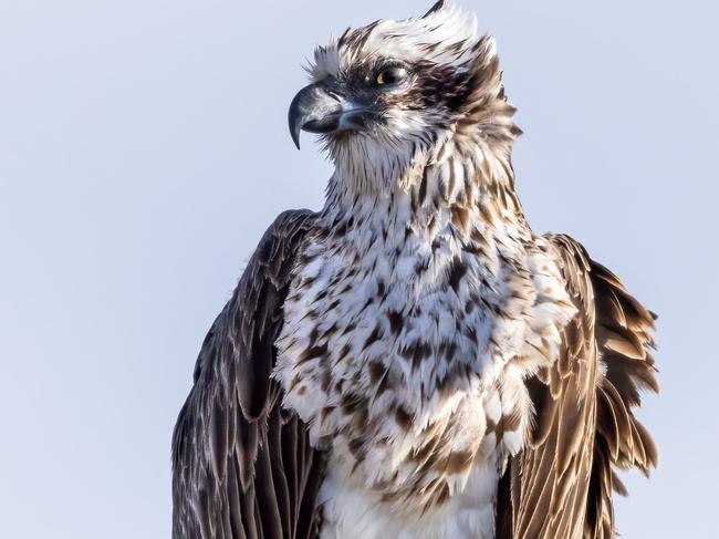 Birds SA is concerned about endangered birds, such as Solly the Osprey, being killed on electrical infrastructure. Picture: Fran Solly