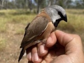 New radio tech tracks Qld’s most contentious bird across 33,000ha