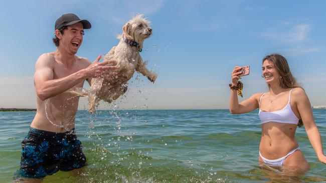 James Elliott, 24 and Tayla Johnston, 25 with their rescue dog Juddy at Port Melbourne. Picture: Jason Edwards