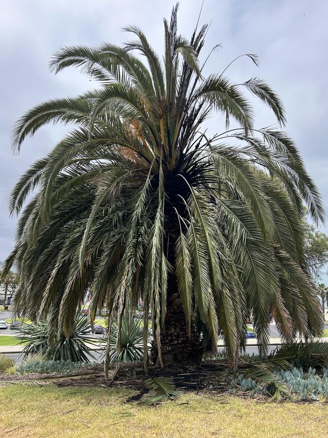 A palm tree was burnt at Austin Park. Picture: Brad Fleet.