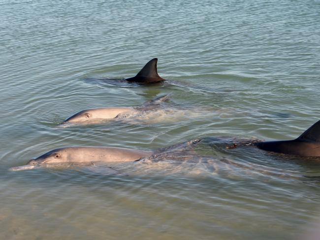 Generic pictures of Shark Bay, WA. pictured - dolphin feeding experience at Monkey Mia