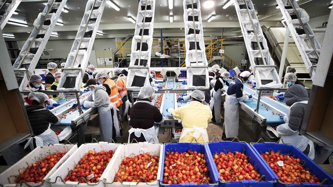 Reid Fruits sorting and packaging beni shuho cherries for export at Huonville. Picture Chris Kidd