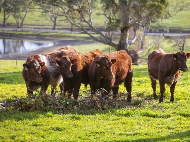 ADELAIDE, AUSTRALIA - ADVERTISER Photos JULY 24, 2022: SA Cattle on the Nitschke Hahndorf property. Picture Emma Brasier