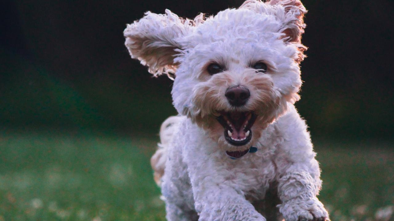 With more than five million dogs across Australia, there is a debate over whether pooches should be allowed in more public spaces.