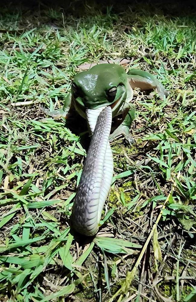 A green tree frog was captured devouring a freshwater snake called a keelback on Tuesday night in Cedar Vale, a suburb of Logan. Picture: Melissa MacPherson