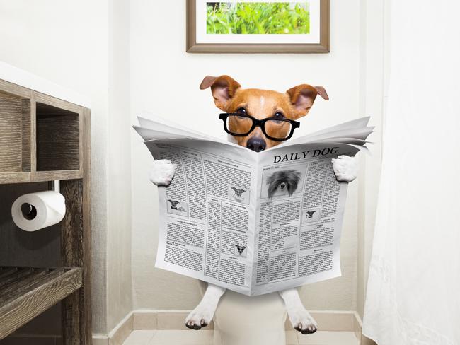 Dog on toilet istock image for dog poo bag opinion.