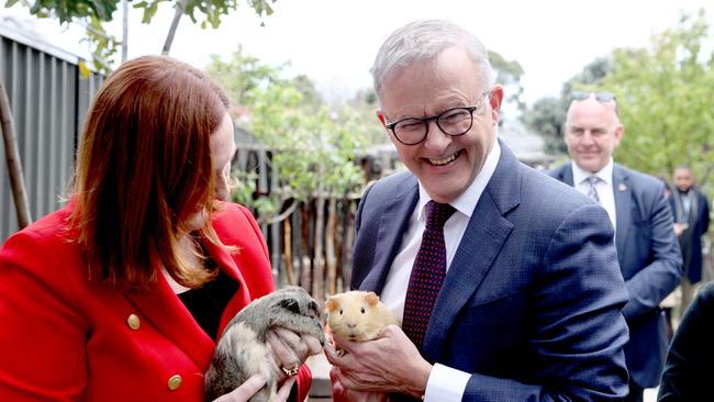 Australian Prime Minister Anthony Albanese hugged a guinea pig called honey at the Goodstart Early Learning Centre at Somerton Park while he was in Adelaide. Picture: NCA NewsWire / Kelly Barnes