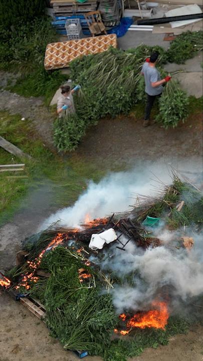 $26M cannabis crop seized and burnt by police