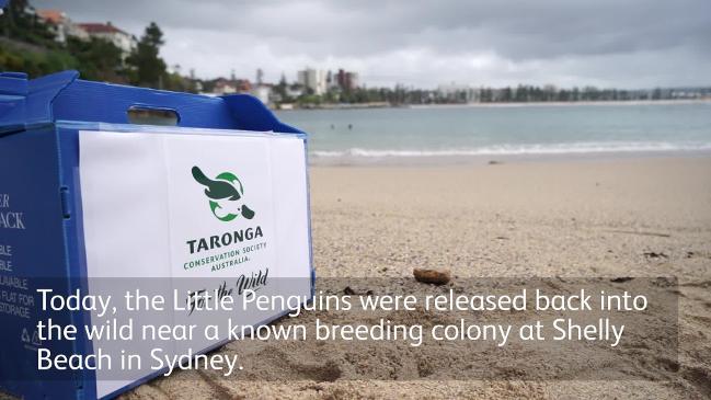 Penguins released at Shelly Beach