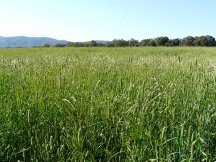  Phalaris needs to be either sown alone or with sub-clover to give the best chance of a persistent, productive pasture. 