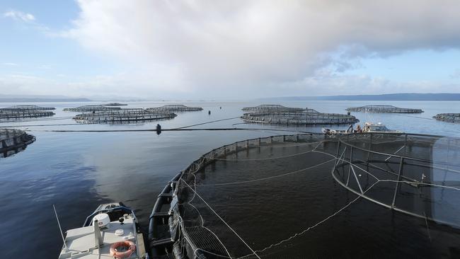 Tassal salmon pens in Macquarie Harbour. Picture: