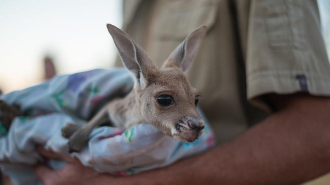 A joey at the Kangaroo Sanctuary. Picture: Tourism NT/Matt Glastonbury