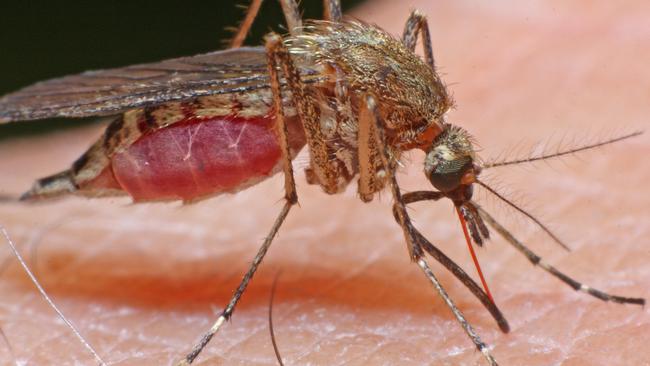 Feeding mosquito with human blood