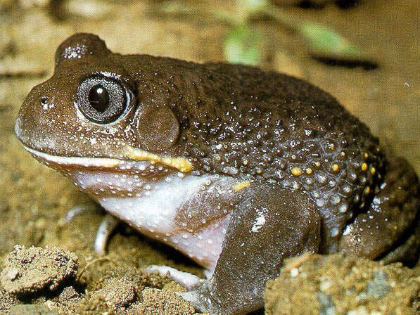 The Giant burrowing frog. Picture: Supplied