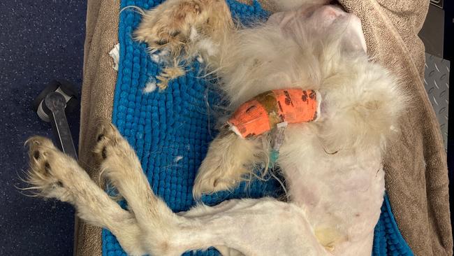 Two pet owners have been fined $4000 and banned from owning a pet for six months after they seriously neglected their pet dog. Photo: RSPCA Western Australia