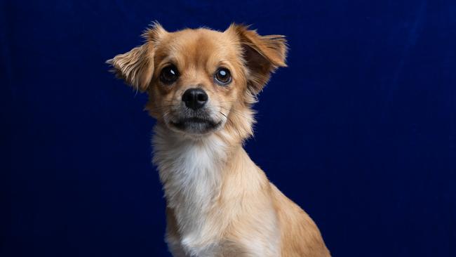 Teddy, the poochi, is back home with his besotted owners, Mel and Colin Tesch. Picture: David Kelly