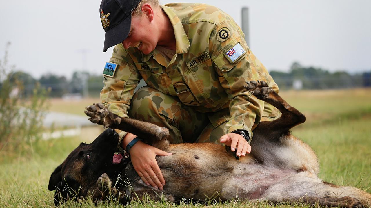 RAAF working dogs