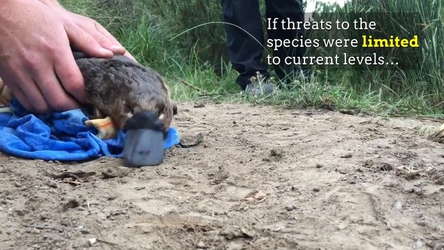 Platypus on the brink of extinction