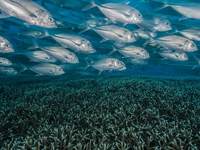 Third category 1... Wide angle Interaction. I was lucky to join an expedition aboard MV ONDINA covering Raja Ampat North, Central & South. The South is one of my favourite places because only few boats go there. We went to dive to the sea mount ‘Karang Paradise’ where the biodiversity is something unique; endless coral fields, large congregations of fish and big pelagic travellers passing by. At the end of one of the dives, I found this enormous coral field full of different groups of fish. I wanted to show in my pictures the motion (I’ve taking motion pictures with very slow shutter speed for long time), so I set up my camera on top of a rock (I didn’t have my tripod), then after few minutes completey still, this big congregation of big eye jacks came and complete surround me. A magic moment! Picture: Edwar Herreño/Colombia/UPY 2017