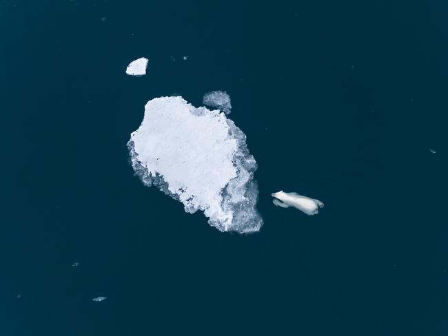 Florian Ledoux: Against a backdrop of melting ice and changing tides, a determined young polar bear cub navigates the unforgiving waters of the Arctic. Svalbard, Norway