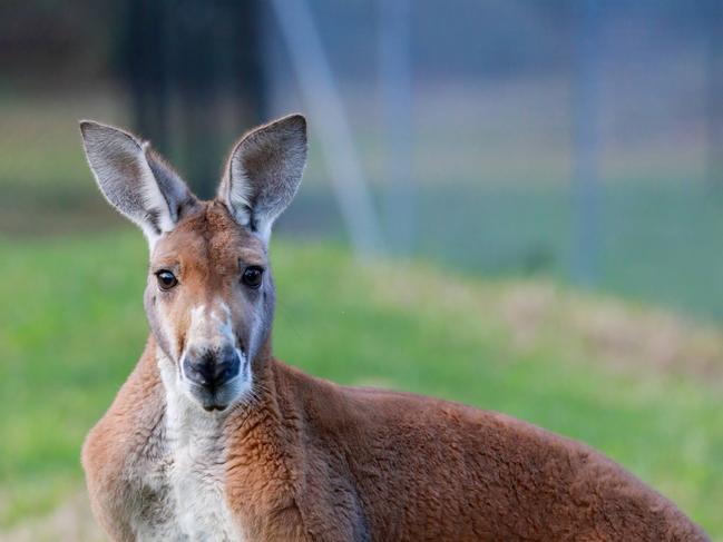 WENTWORTH COURIER/AAP.  Kangaroo inside Central Gardens in Merrylands. Merrylands, Monday 24 June, 2019. New sugar gliders now have a home in the newly built Nocturnal House inside Central Gardens. They will live alongside brush tail and ring tail possums. (AAP IMAGE / Angelo Velardo)