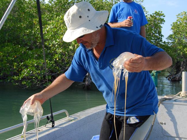 One of Australiaâs most deadly marine animals has drastically declined in population numbers in Far North Queensland with experts believing it could take years before we see them back in our waters. Picture: Supplied.