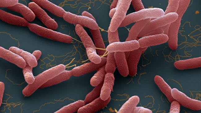 Burkholderia pseudomallei. A bacteria which cause melioidosis, a disease spread through contaminated water and soil.