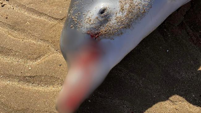 A dead baby dolphin was found on a beach in Point Vernon, on the Fraser Coast, with its cause of death causing much debate online. Picture: Facebook