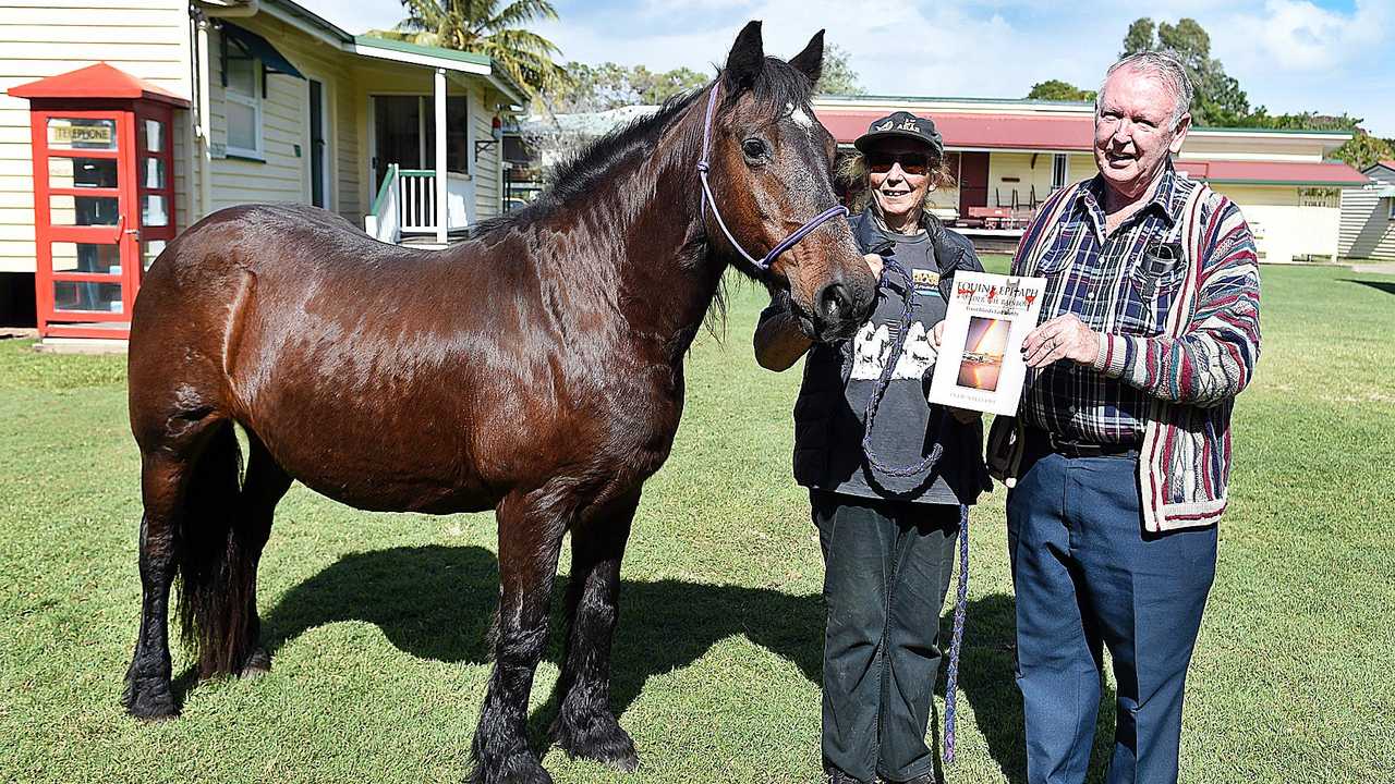 Fraser Island brumby turns heads at book launch | The Courier Mail