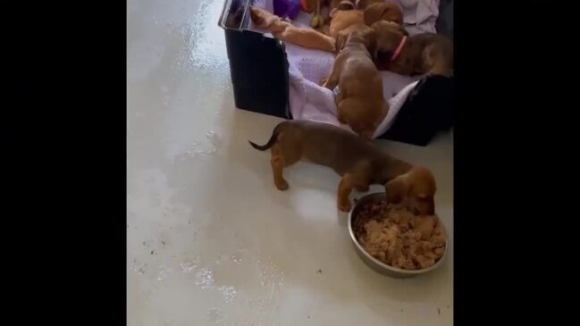 A litter of dachshund puppies surrendered to the Port Macquarie Animal Shelter