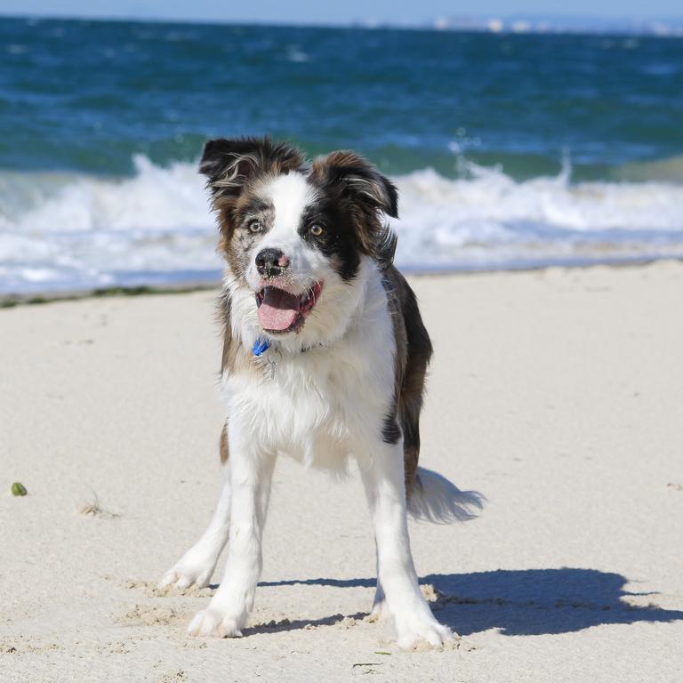 Beach days at Bribie Island. Picture: Jarrod kidd