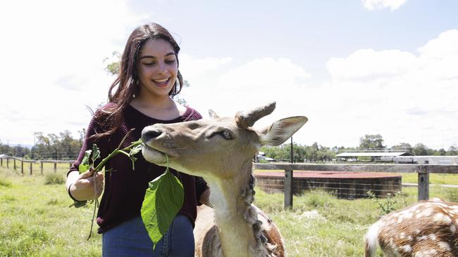 Natasha Zahra with fallow deer, Fred, at Western Sydney University. Picture: Justin Lloyd