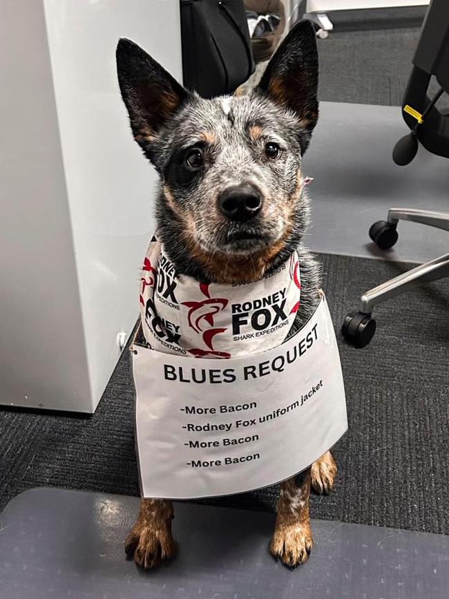 Blue, an Australian cattle dog, from Rodney Fox Shark Museum and Learning Centre. Picture: Supplied