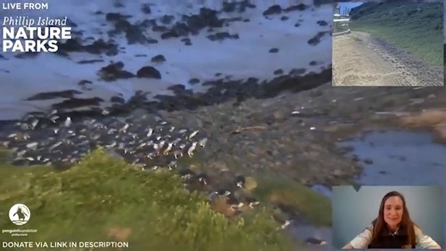 Large Waddle of Penguins Return Home to Their Nests on Phillip Island, Victoria