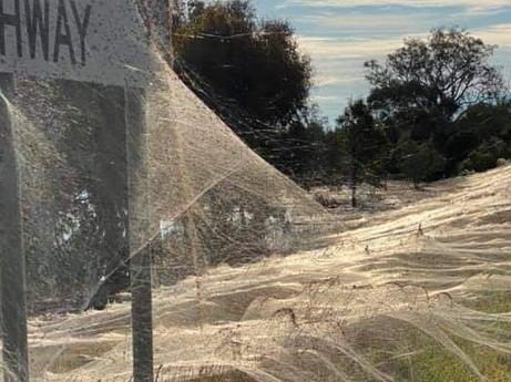 ‘Spider apocalypse’ hits flooded Victoria