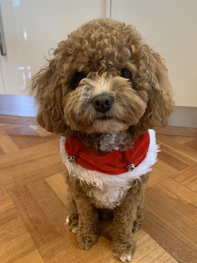 Buddy’s first Christmas in Epping. Picture: Angela