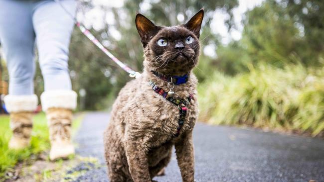 Whittlesea Council is seeking more feedback before introducing a cat curfew. Picture: Nicole Cleary