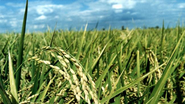 Growing rice on the Murrumbidgee.New South Wales (NSW) / Industry / Farming