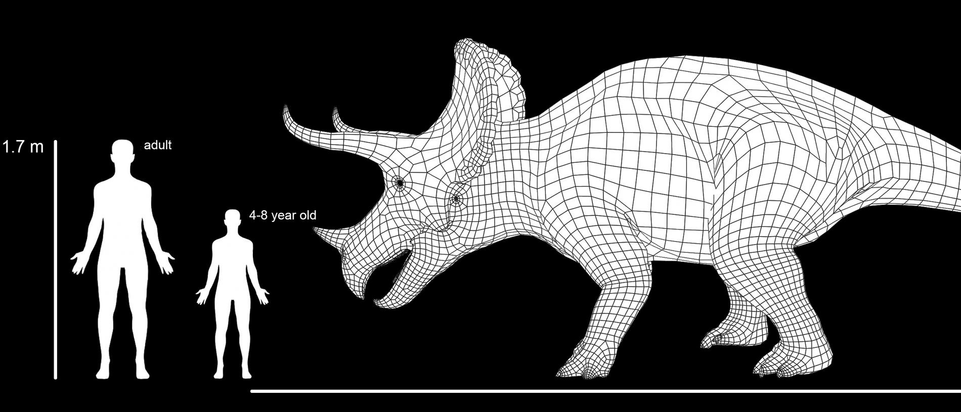 Triceratops scale size chart. Picture: Museums Victoria