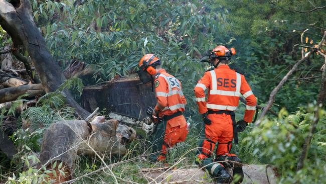 SES members hel with the search for William Tyrrell. Picture: Nathan Edwards