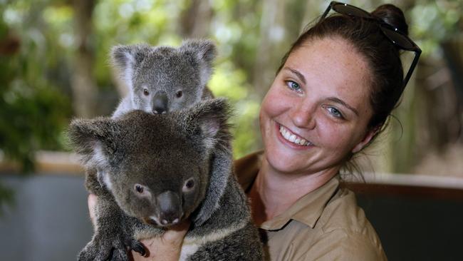 Baby koala melting hearts at Hartley’s Crocodile Adventures | The ...