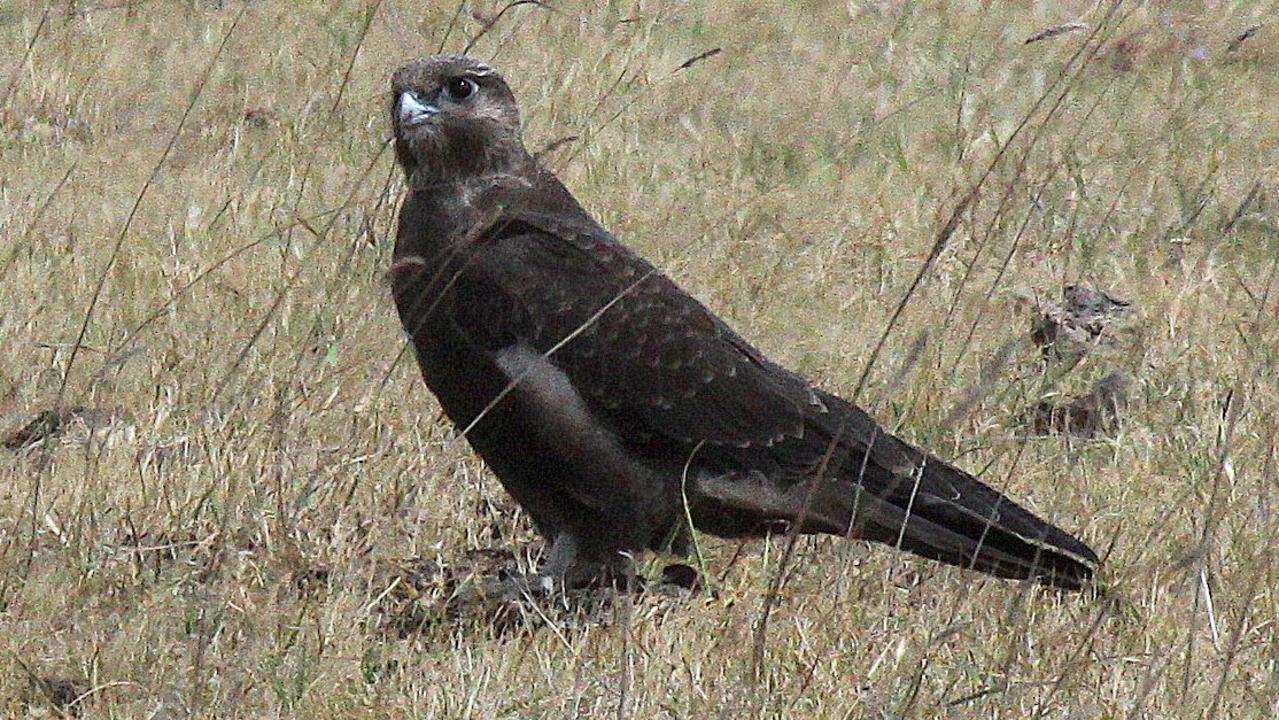 The Black Falcon is listed as critically endangered in Victoria. Picture: Trevor Pescott.